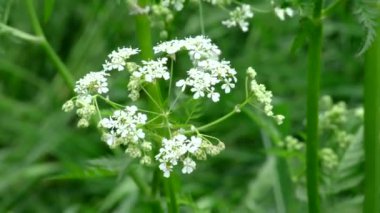 Çayır çiçekleri makro, bahçede vahşi yaşam.