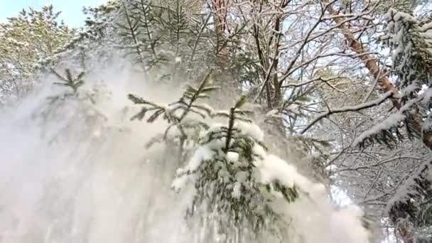 Πέφτει Χιόνι Από Κωνοφόρα Δέντρα Στο Δάσος Χειμερινή Φύση Του — Αρχείο Βίντεο