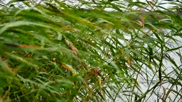 Überschwemmungen Einem Taifun Mit Regen Wilde Wassernatur Der Regen Und — Stockvideo