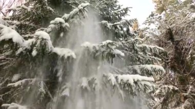 Ötücü kuşlar siyah beyaz ladin dalında otururlar..