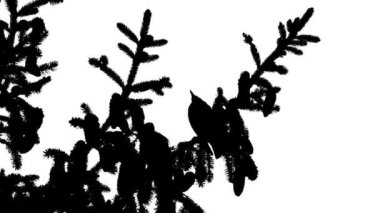 Ötücü kuşlar siyah beyaz ladin dalında otururlar. Vahşi yaşam kuşları doğal ortamlarında.