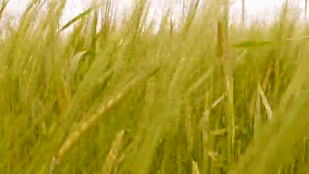 農業分野でのライ麦の耳 作物のある農業分野 — ストック動画