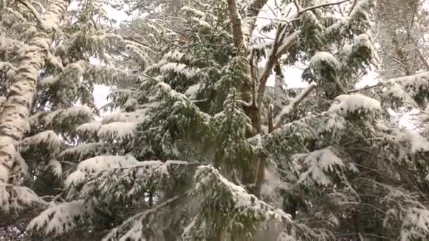 Padající Sníh Jehličnatých Stromů Lese Zimní Příroda Divočiny Severu — Stock video