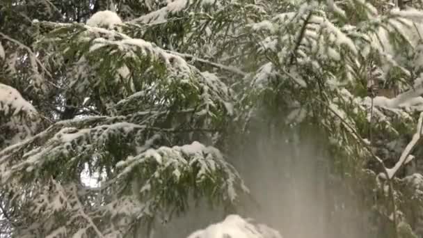 Caindo Neve Das Árvores Coníferas Floresta Natureza Inverno Norte Selvagem — Vídeo de Stock