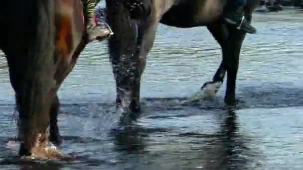 Paard drinkt water op de rivier. — Stockvideo