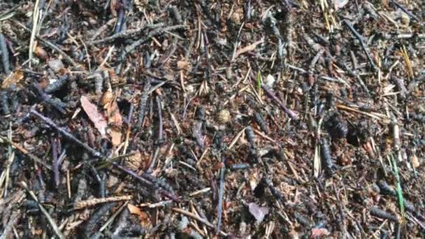 Contexto das formigas florestais em execução. — Vídeo de Stock