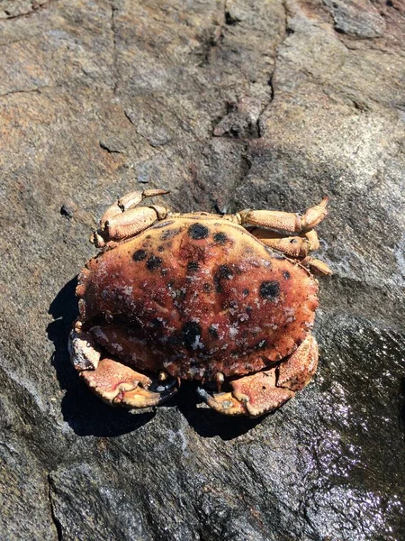 Big Crab top view