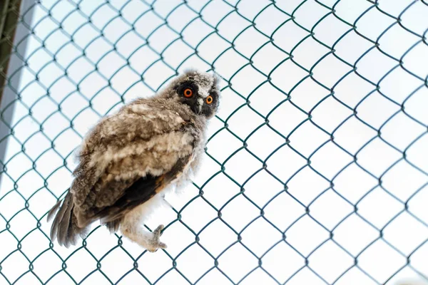 Ocak Izgarası Üzerinde Oturan Kameraya Bakarak Güzel Genç Baykuş — Stok fotoğraf