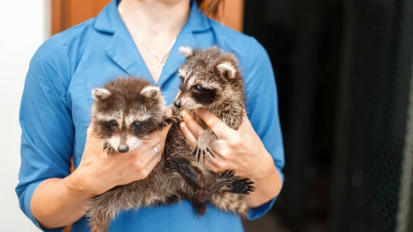 Dos Hermosos Mapaches Jóvenes Manos Femeninas Veterinaria Mujer Sostiene Dos — Foto de Stock