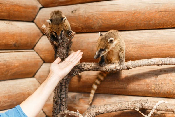 Los Jóvenes Nasua Están Sentados Una Rama Del Zoológico Mira — Foto de Stock