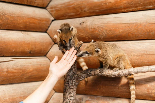 Hermosos Animales Nasua Rama Mira Mano — Foto de Stock