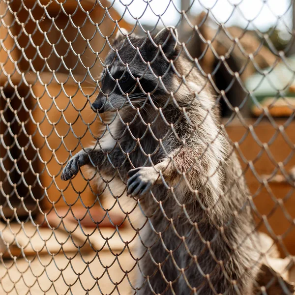 美丽的浣熊坐在动物园的笼子里 — 图库照片