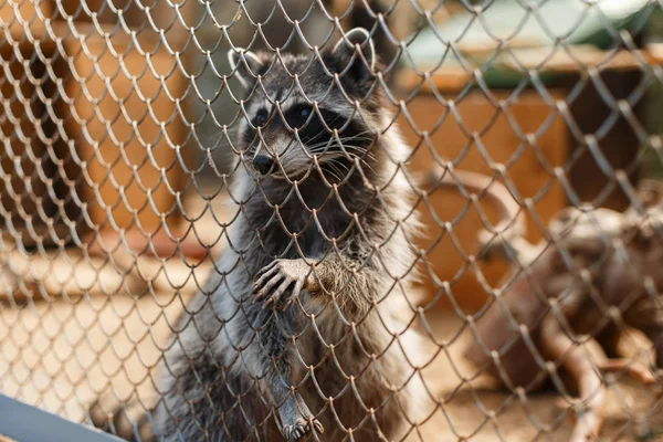 Triste Mapache Sienta Detrás Las Rejas Zoológico Sacó Una Pata — Foto de Stock