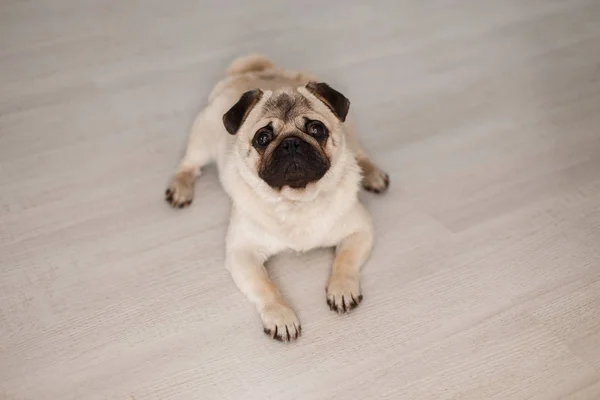 Bonito Cão Estimação Doméstico Bonito Pug Deitado Chão Madeira — Fotografia de Stock