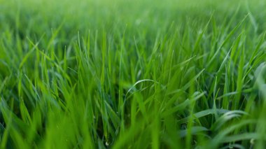 Yeşil bir çimenin arka planı. Yeşil çim dokusu. Bir tarladan yeşil çim dokusu. Close.