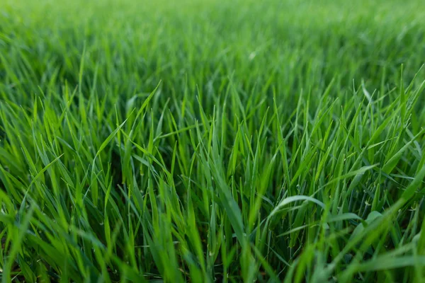 Yeşil taze doğal çimen. Arka plan için çim.