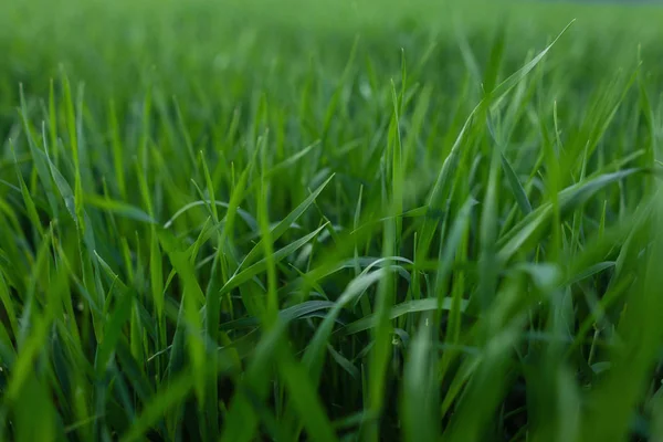 Arka plan için taze yeşil çim dokusu. Yeşil çim desen ve doku arka plan. Close.