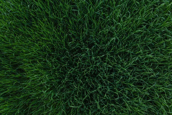 Beautiful green grass background texture. Lawn design element. View from above.