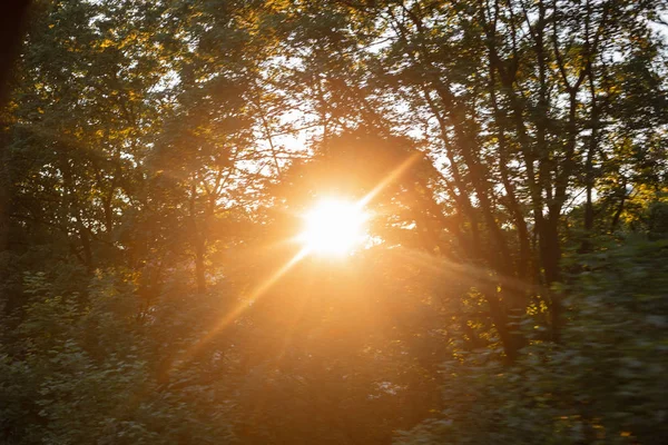 Ljust orange sol lyser genom träden i skogen. Vacker utsikt över sommar solnedgången. Natur. — Stockfoto