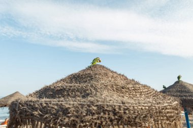 Egzotik yeşil papağan bir arka plan bulutlar ile mavi bir gökyüzü üzerinde sahilde bir saman şemsiye çatısında gagası ekmek ile oturur. Doğal bir yaşam alanında vahşi nadir kuş. Güneşli bir gün. İspanya.