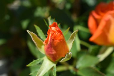 Bahçede büyüyen portakal gülü. Yakın mesafede.