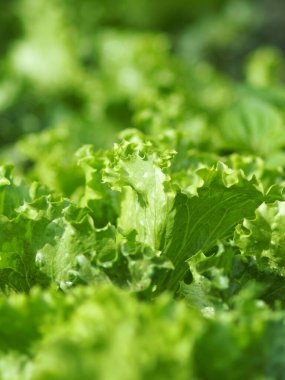 Tepe basamakları bahçesinde ve çiftçilikte sergilenen sebzeler 