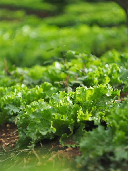 Sayur Sayuran Diajukan Bukit Langkah Kebun Dan Pertanian — Stok Foto