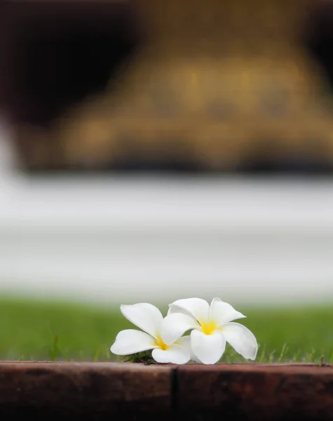 Plumeria Květina Cihlová Stěna Zelenou Trávou Relaxační Pocit — Stock fotografie