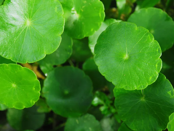 Acqua Pennywort Verde Sfondo Natura Erba Locale Cibo Sano Asia — Foto Stock