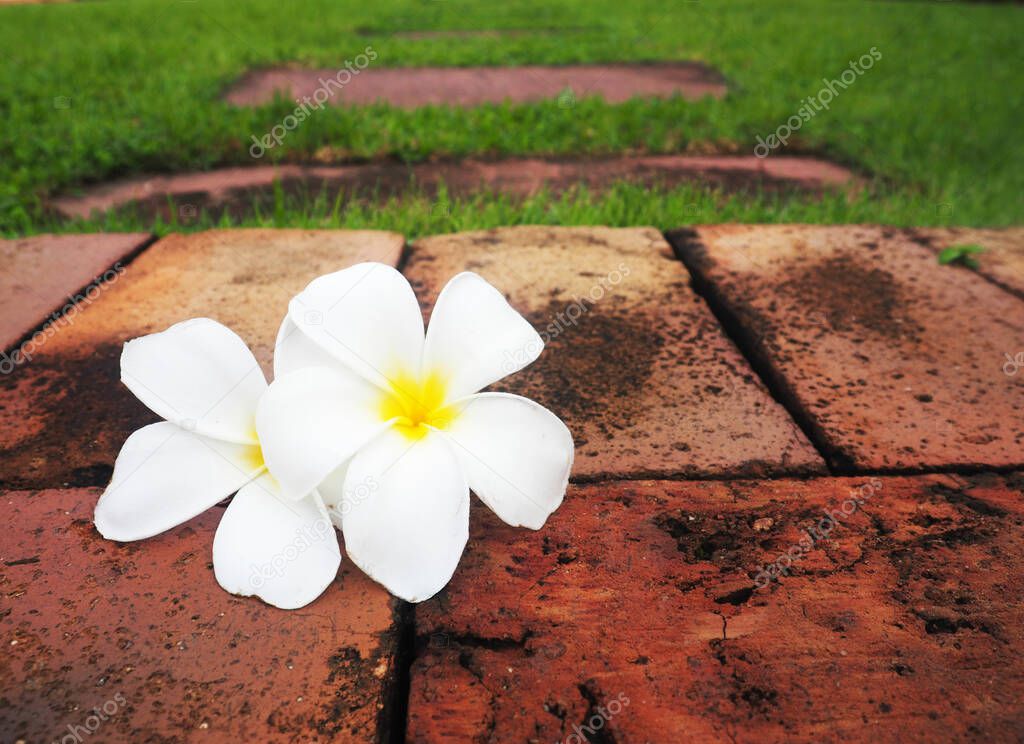 plumeria flower and brick wall with green grass relax feel