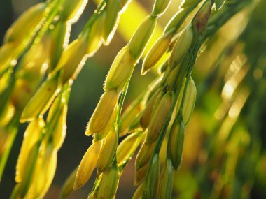 Pirinç ve açık hava pirinç çiftliğinde gün batımı
