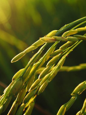 Pirinç ve açık hava pirinç çiftliğinde gün batımı