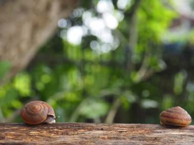 Salyangoz kabuğu yavaşça ağaca doğru yürür. 