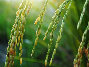 Pirinç ve açık hava pirinç çiftliğinde gün batımı