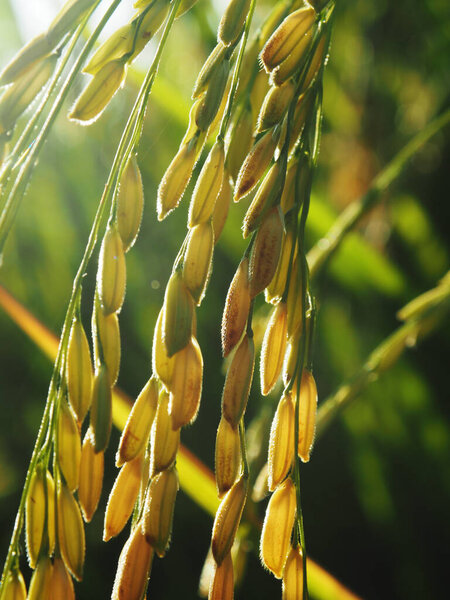 сладкий свет на рисе и на открытом рисовой ферме заката