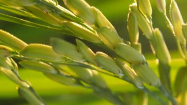 Pirinç, büyük gün batımı ışığında çiftçilik yapıyor. 