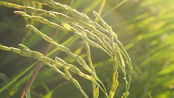 Rýže Podala Farmaření Velkém Západu Slunce — Stock video