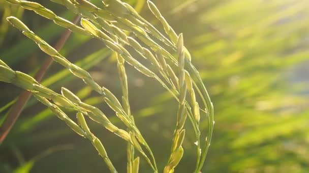 Arroz Archivado Granja Gran Luz Del Atardecer — Vídeos de Stock