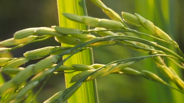 Rice Filed Farmming Great Sunset Light — Stock Video