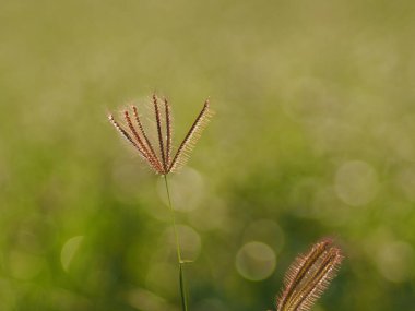 Tarladaki güzel çiçekler