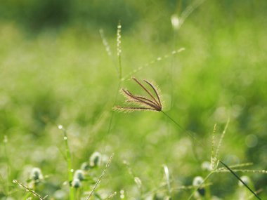 Sabah çimen çiçeği
