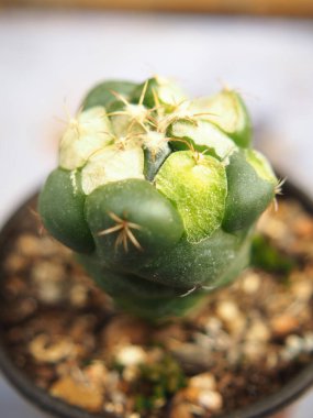 Güzel botanik fotoğrafı, doğal duvar kağıdı.