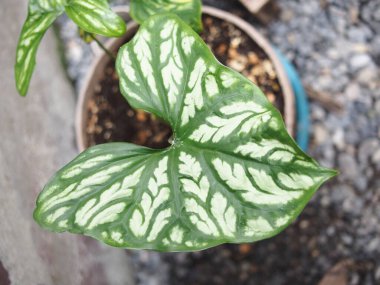 Bahçedeki güzel tropikal bitki