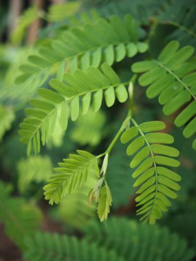 Ormanda yeşil yapraklar