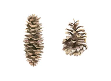 Çam ve çam kozalakları. Orman ağaç konileri kuruldu. Beyaz arkaplanda suluboya çizimi.