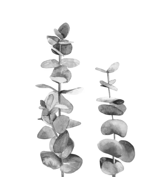 Branches d'eucalyptus cinerea noir et blanc. Australie arbre aux feuilles rondes. L'art botanique. Illustration aquarelle isolée sur fond blanc . — Photo