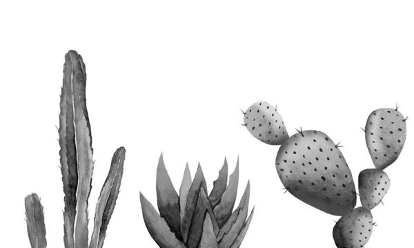 Monochrome woestijnplant set. Cactussen en aloë vera. Aquarelillustratie geïsoleerd op witte achtergrond. — Stockfoto