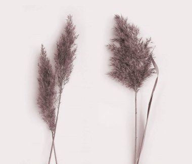 Yumuşak tüylü çimen fotoğraf seti. Kurutulmuş pampa yaprakları. Hassas bitki koleksiyonu. Pastel bej arka planda sanat bitkisi fotoğrafçılığı.