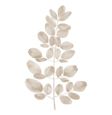 Kurutulmuş bitki yaprakları. Tropik ağaç yaprağı. Süper yemek. Poster, davetiye, tebrik kartı, kartpostal için tasarım. Beyaz arkaplanda izole edilmiş suluboya botanik illüstrasyon.