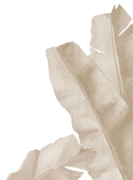 Bananblad. Exotiskt bladverk. Torkade tropiska grenar. Akvarell illustration isolerad på vit bakgrund. — Stockfoto